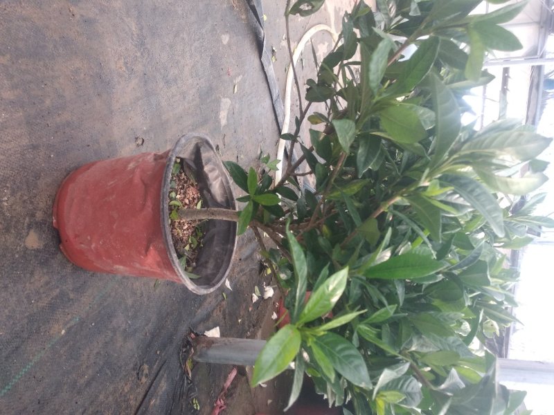 栀子花