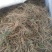 黄芩鲜货陇西黄芩一年生黄芩可预订专车发货