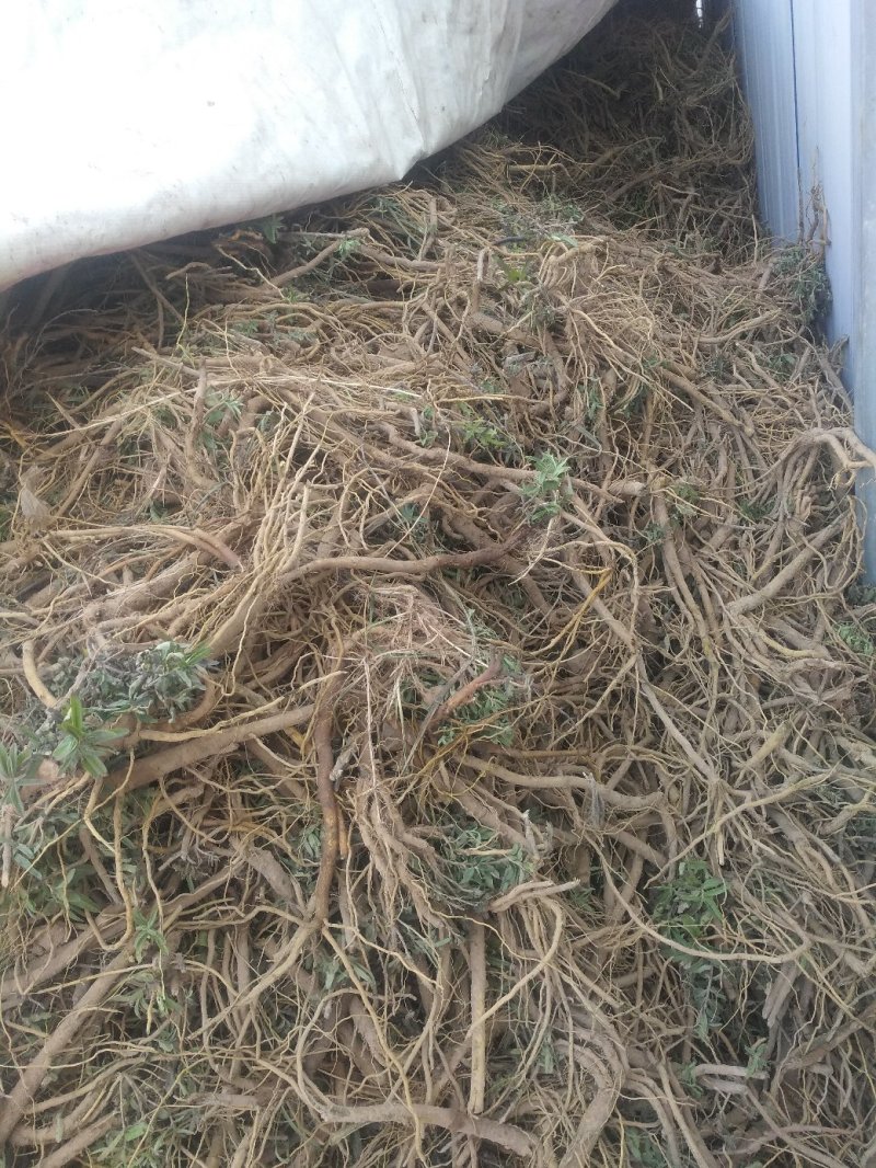 黄芩鲜货陇西黄芩一年生黄芩可预订专车发货