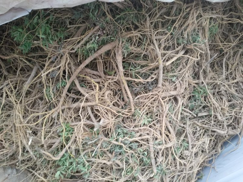 黄芩鲜货陇西黄芩一年生黄芩可预订专车发货