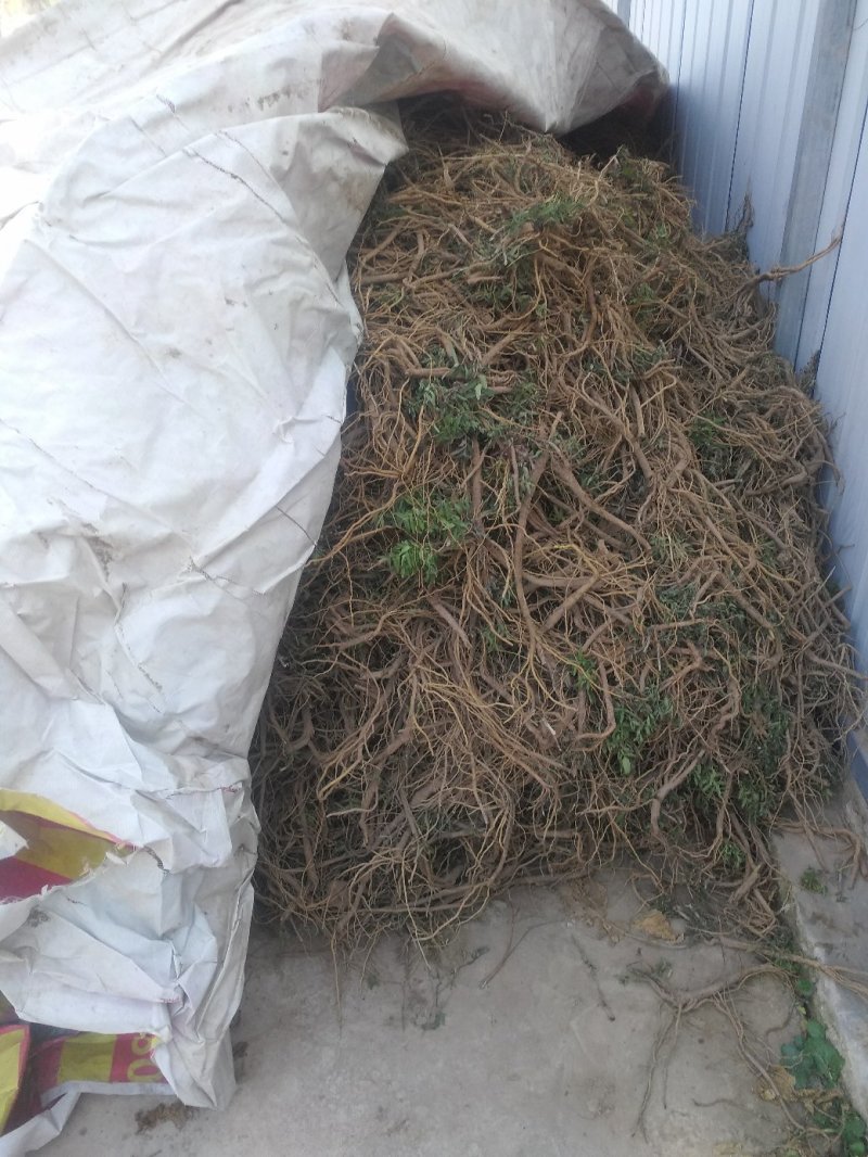 黄芩鲜货陇西黄芩一年生黄芩可预订专车发货