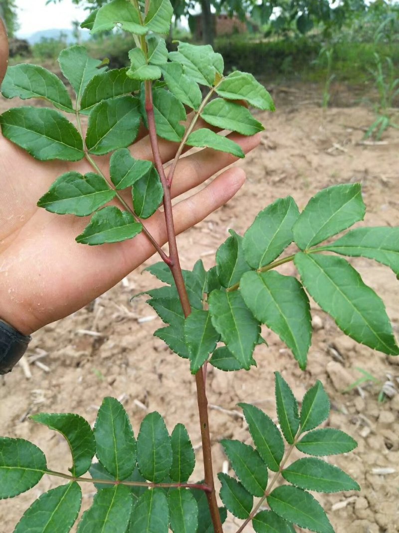 优质高产【花椒苗】新品种大红袍狮子头花椒苗品种齐全