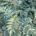 优质高产【花椒苗】新品种大红袍狮子头花椒苗品种齐全
