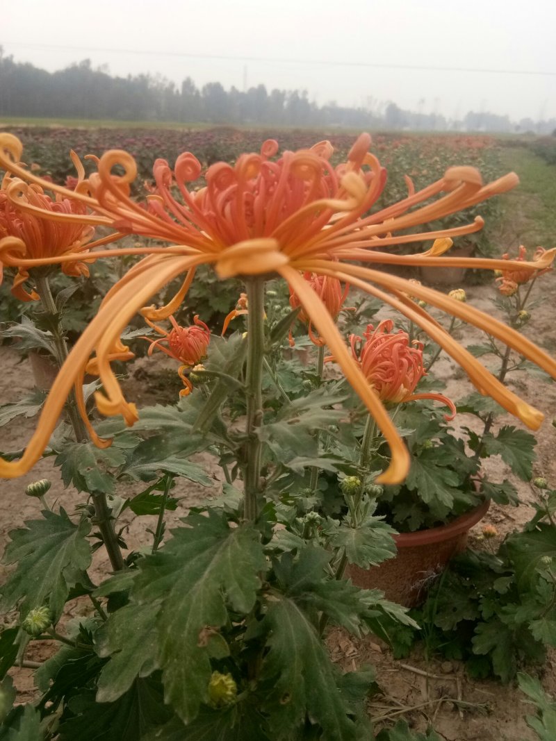 花卉盆景