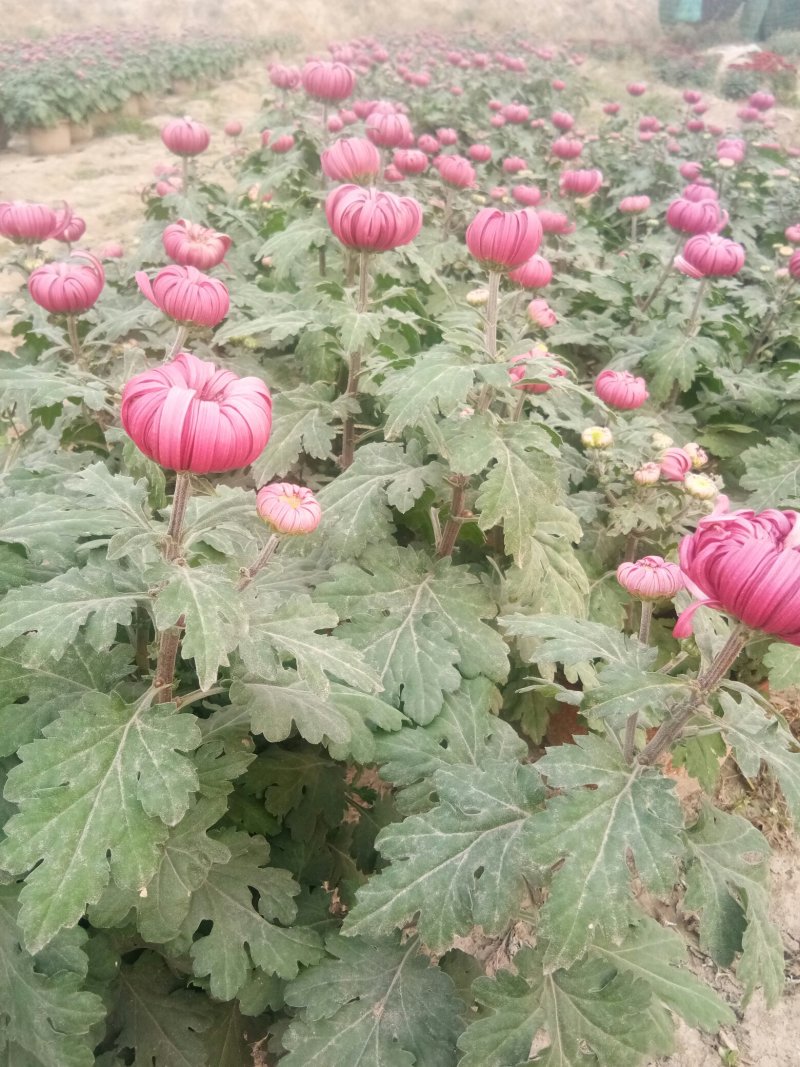 花卉盆景