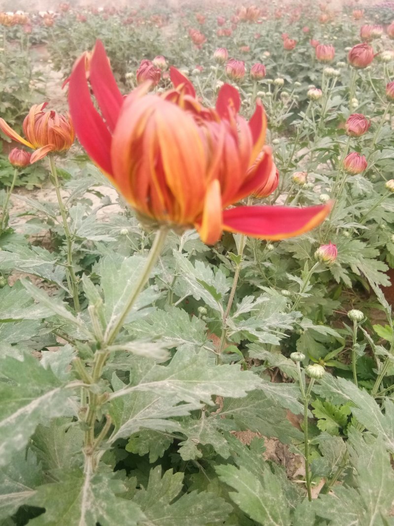 花卉盆景