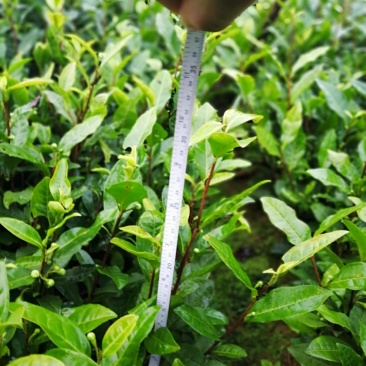 大量出售大白茶苗，9号茶苗，安吉白茶苗等各类茶苗