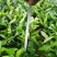 大量出售大白茶苗，9号茶苗，安吉白茶苗等各类茶苗