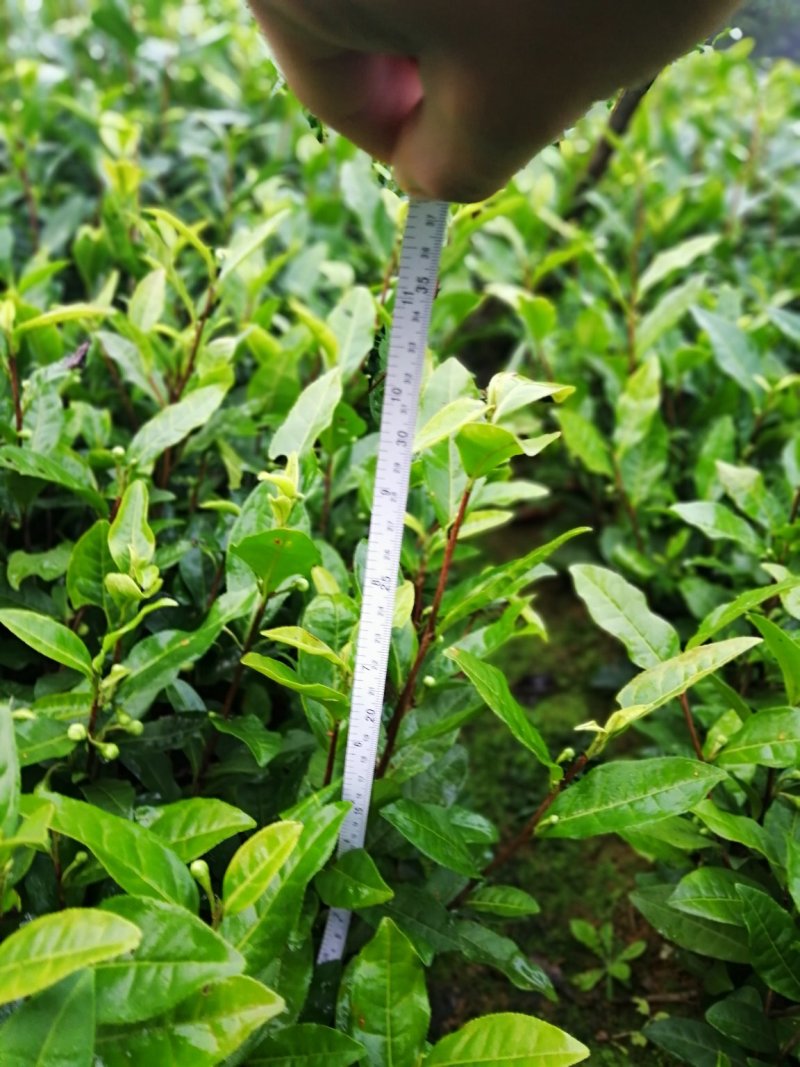 大量出售大白茶苗，9号茶苗，安吉白茶苗等各类茶苗