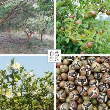 野生茶籽油