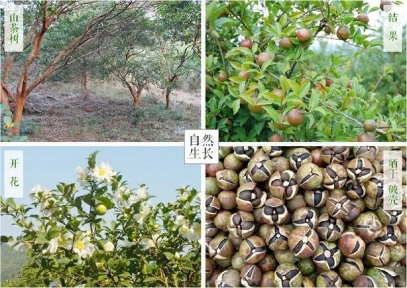 野生茶籽油