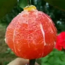 中华红肉橙，对接各个平台电商，商超，市场，零售平板车等