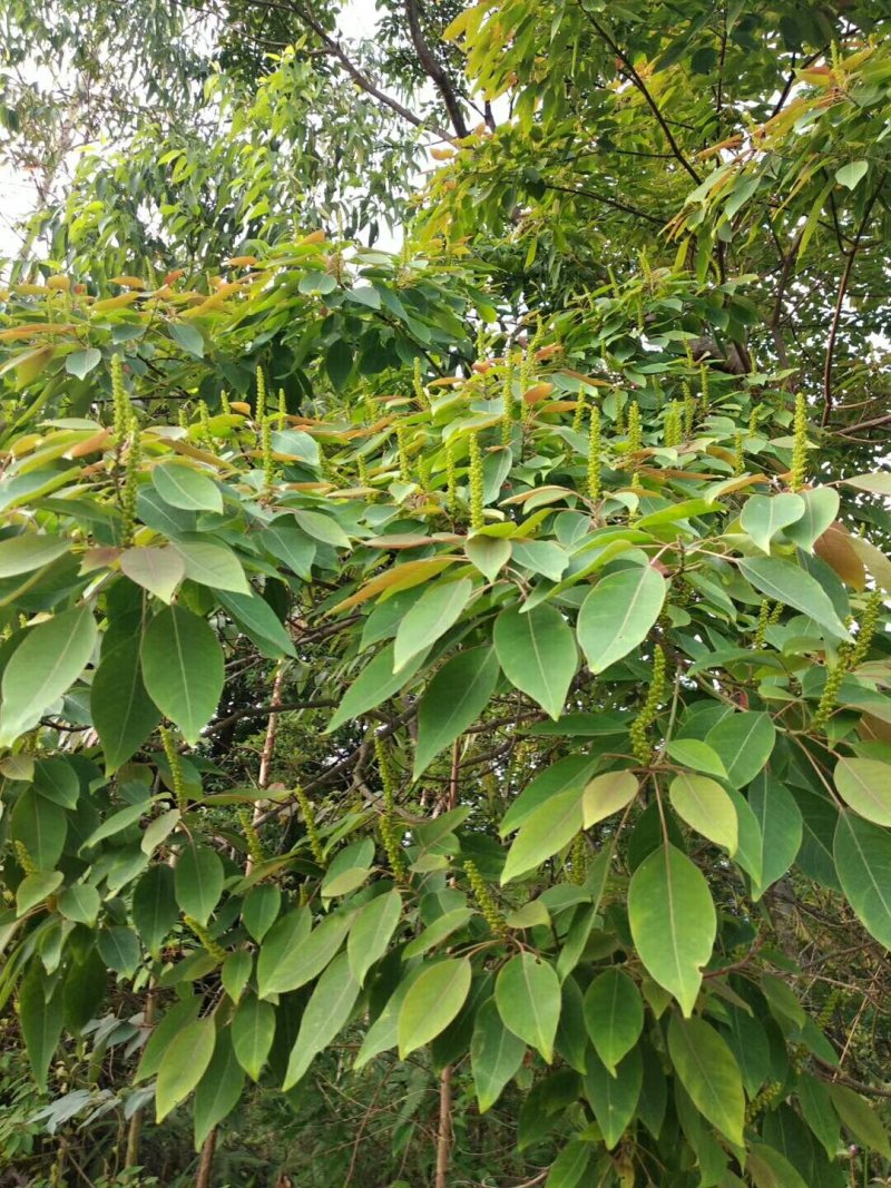 柠檬蜂蜜☞包邮