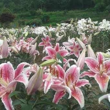 百合种球
