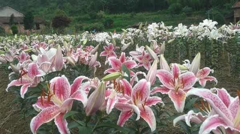百合种球