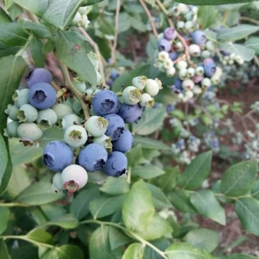 蓝莓苗