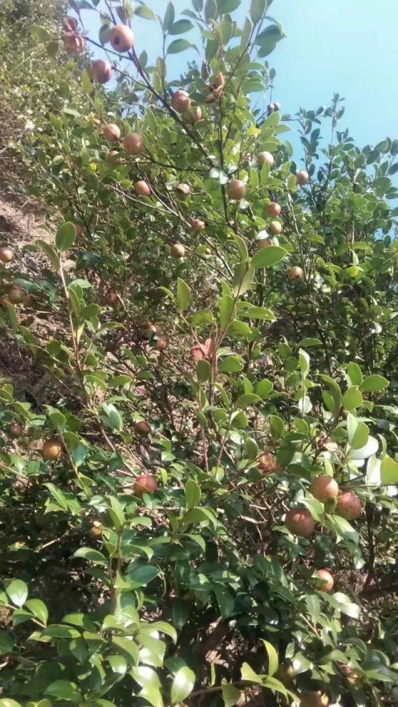 野生茶籽油