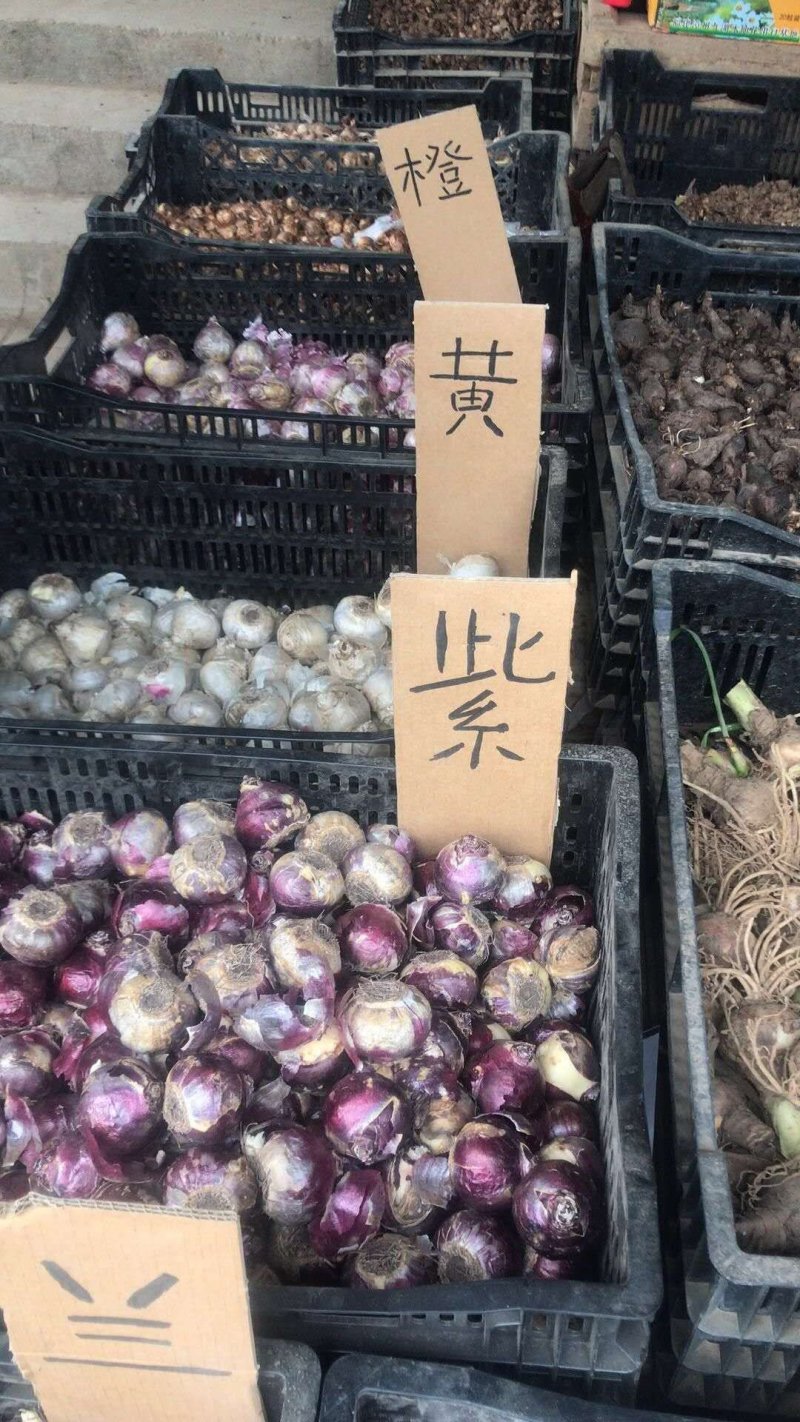 风信子种球