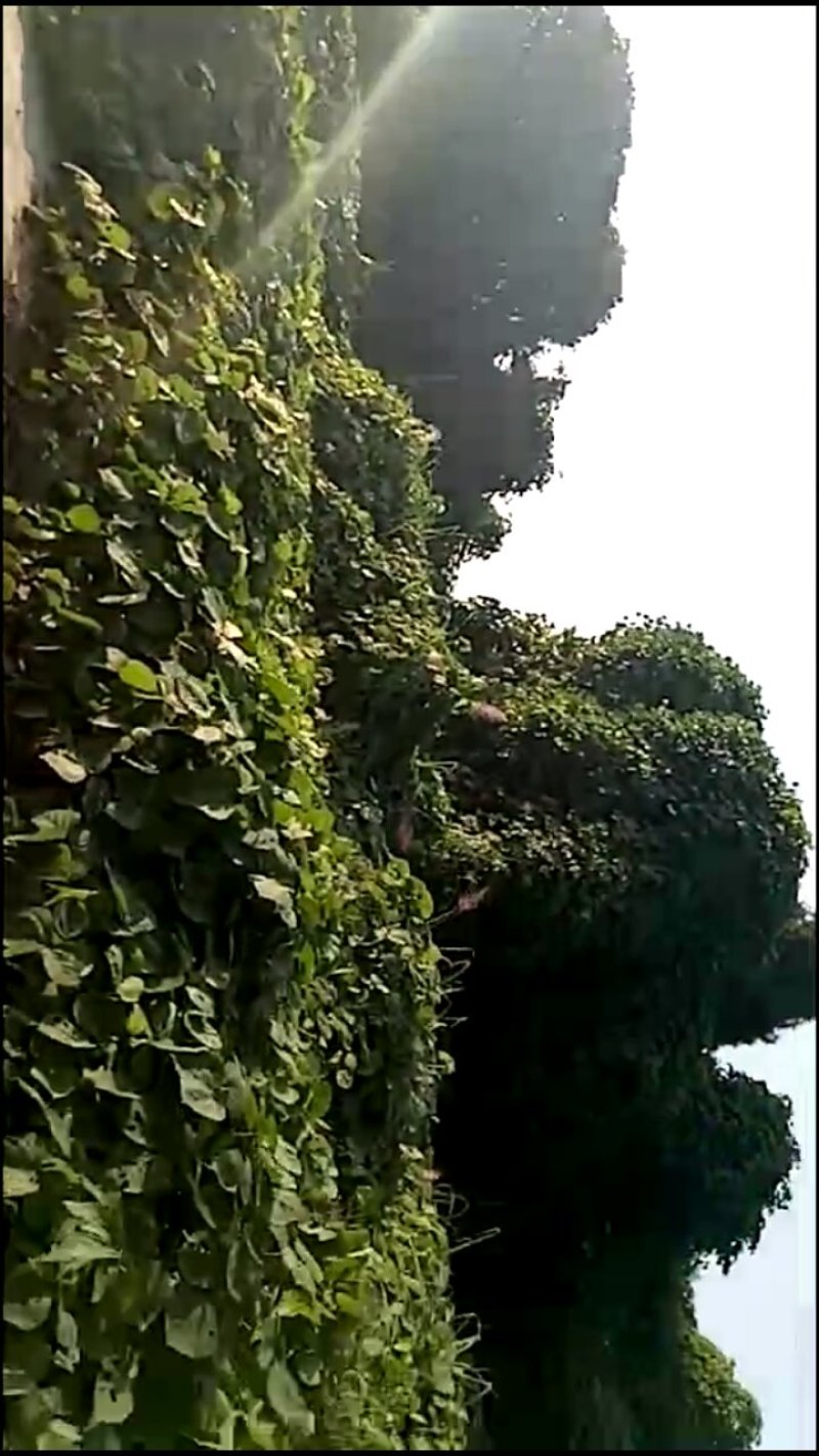 正宗野生新鲜葛根，现挖现卖，不是野生不要钱