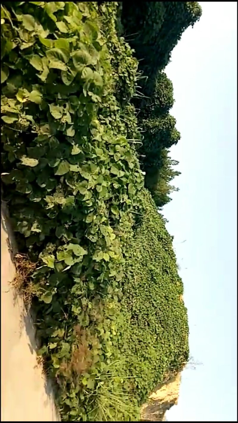 正宗野生新鲜葛根，现挖现卖，不是野生不要钱