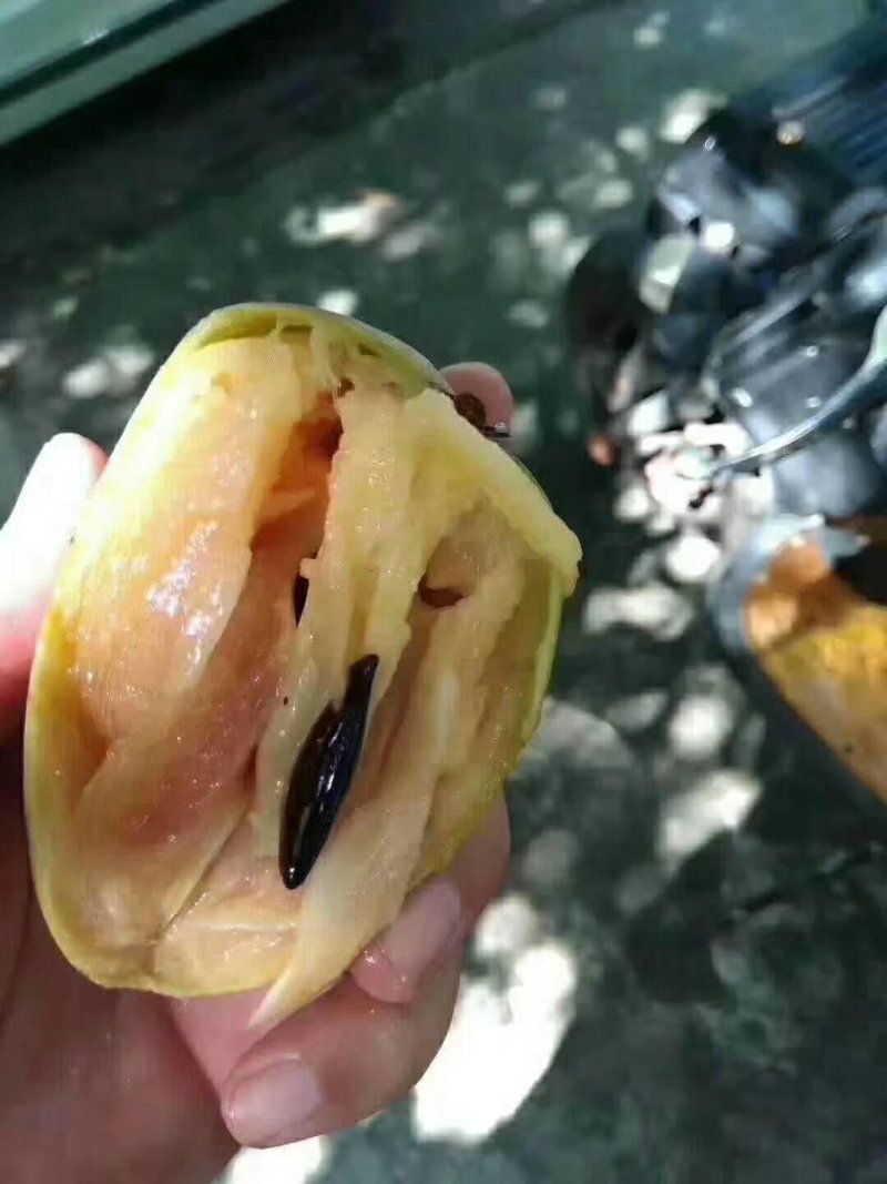人心果100~150g