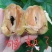人心果100~150g