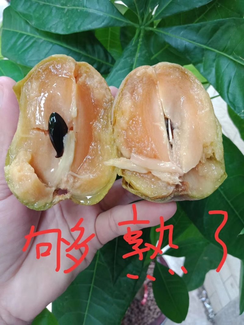 人心果100~150g
