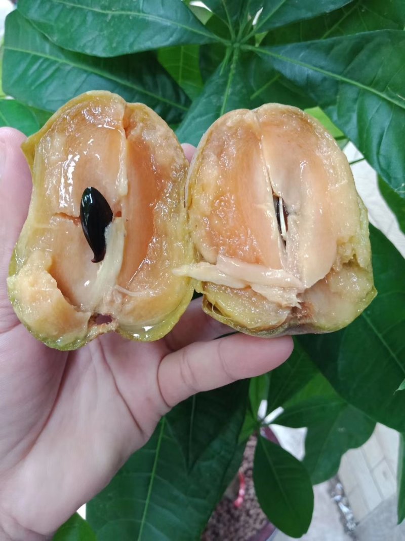 人心果100~150g