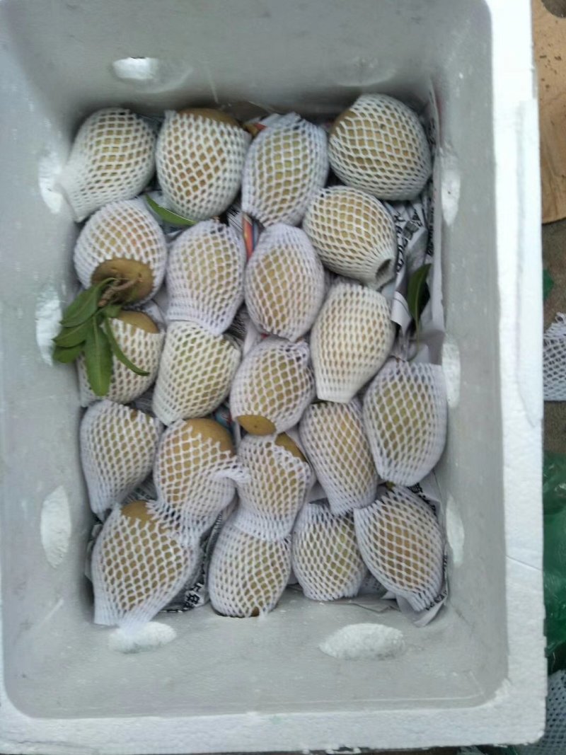 人心果100~150g