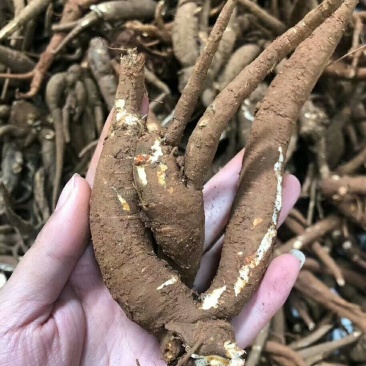 当归，新鲜货，包邮