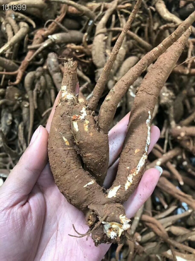当归，新鲜货，包邮