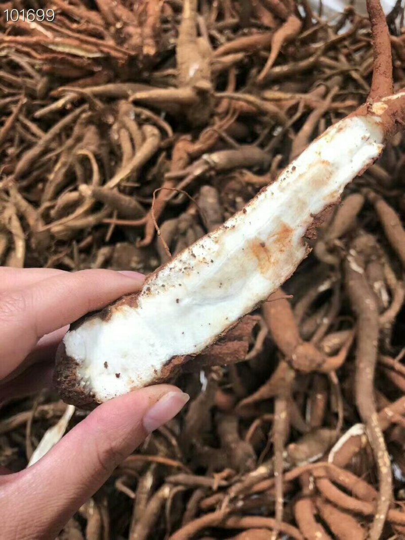 当归，新鲜货，包邮