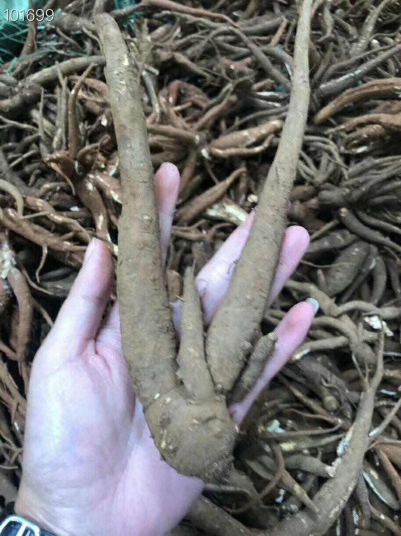 当归，新鲜货，包邮