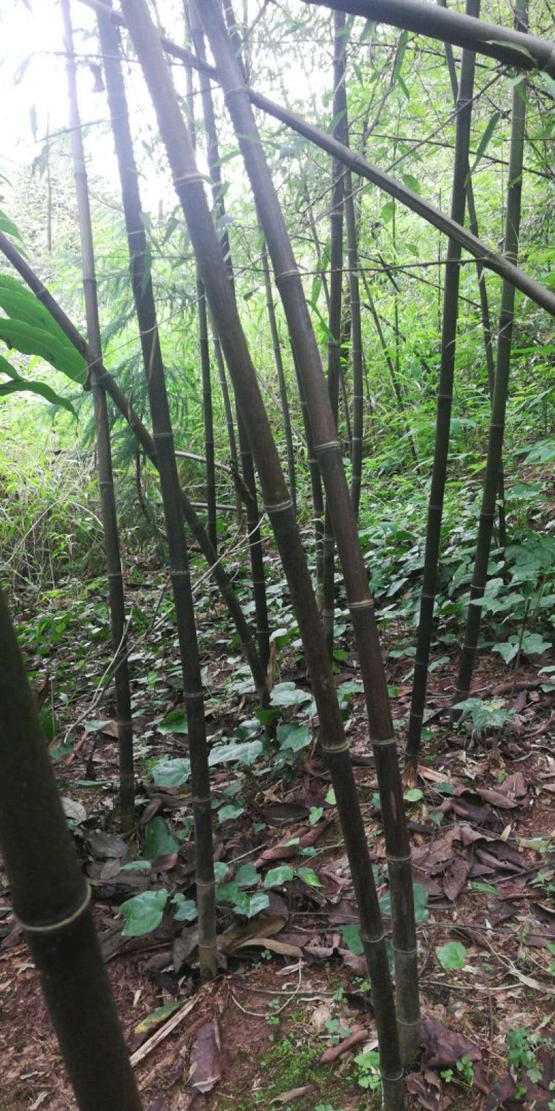 紫竹，又名黑竹