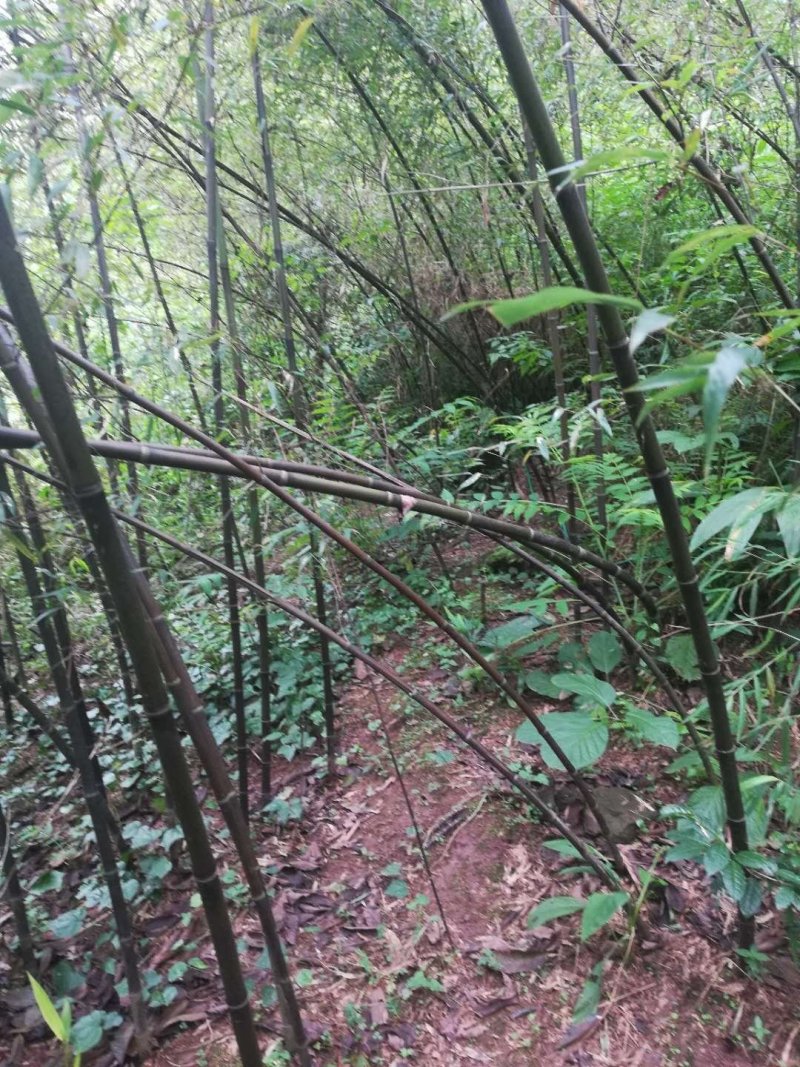 紫竹，又名黑竹