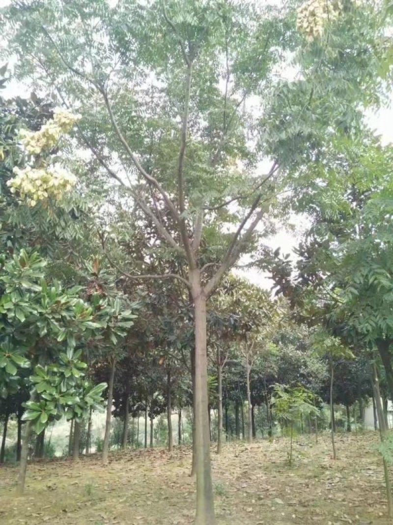栾树5-25规格全丛生全冠移植苗