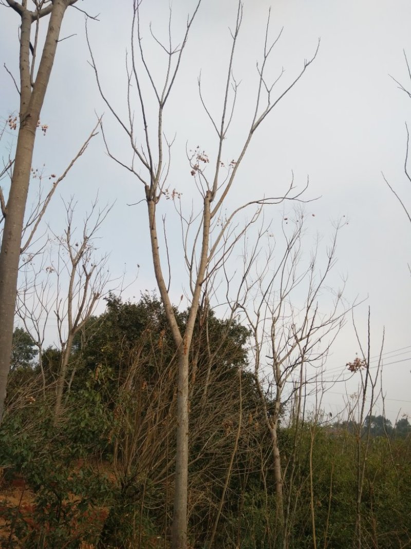 栾树5-25规格全丛生全冠移植苗