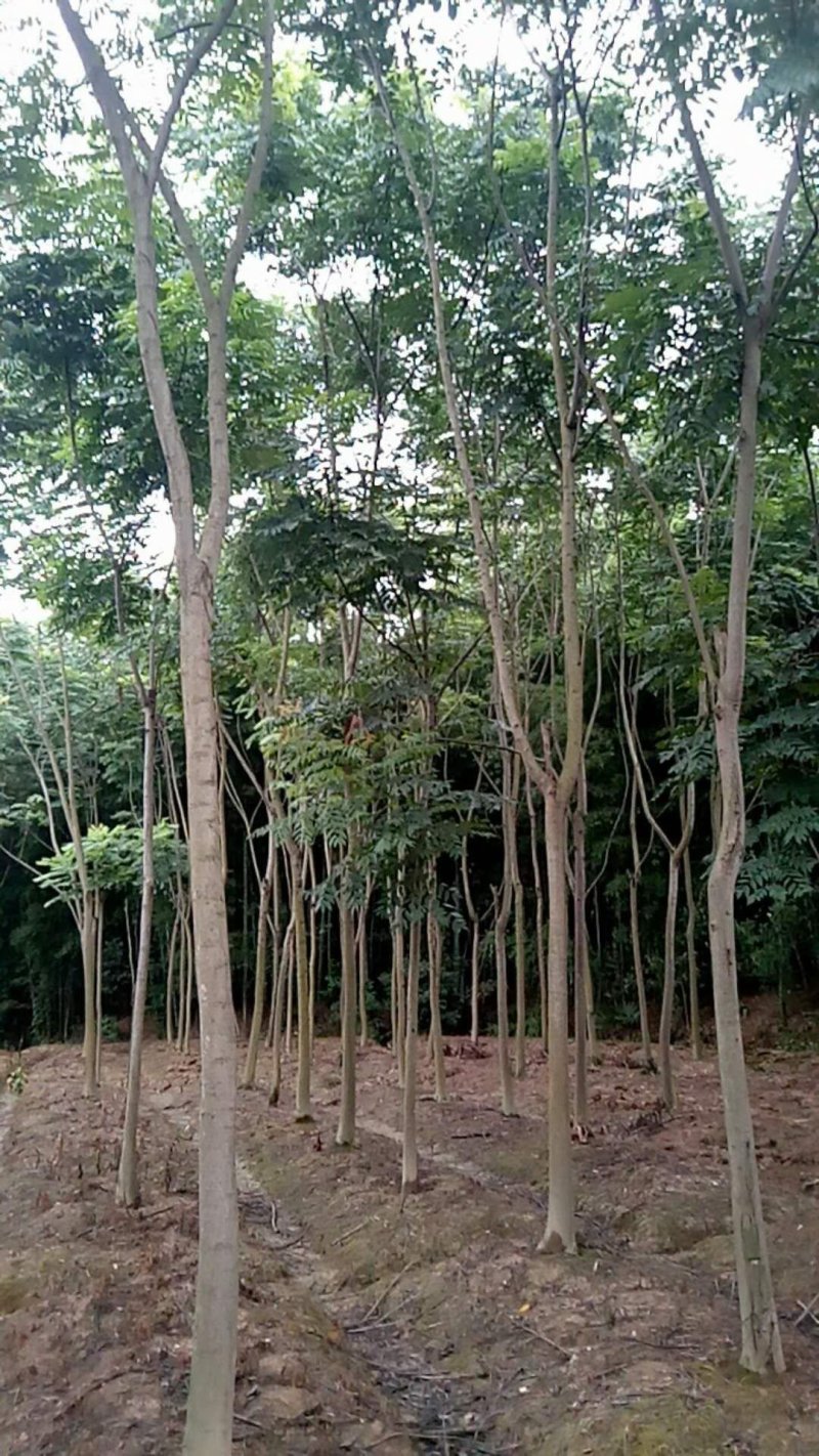 栾树5-25规格全丛生全冠移植苗
