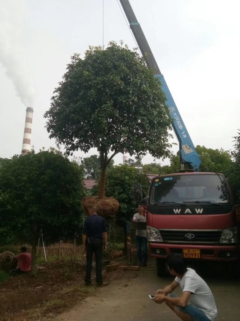绿化苗木桂花