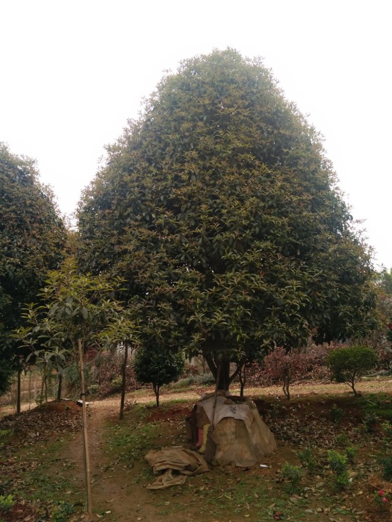 绿化苗木桂花