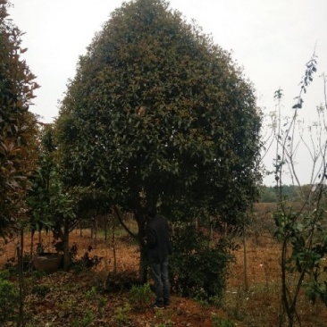 绿化苗木桂花