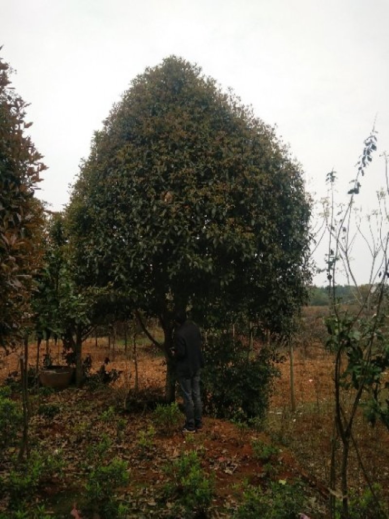 绿化苗木桂花