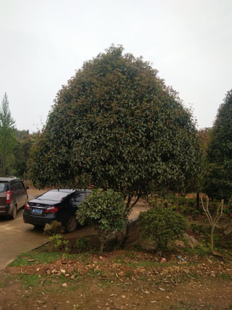 绿化苗木桂花