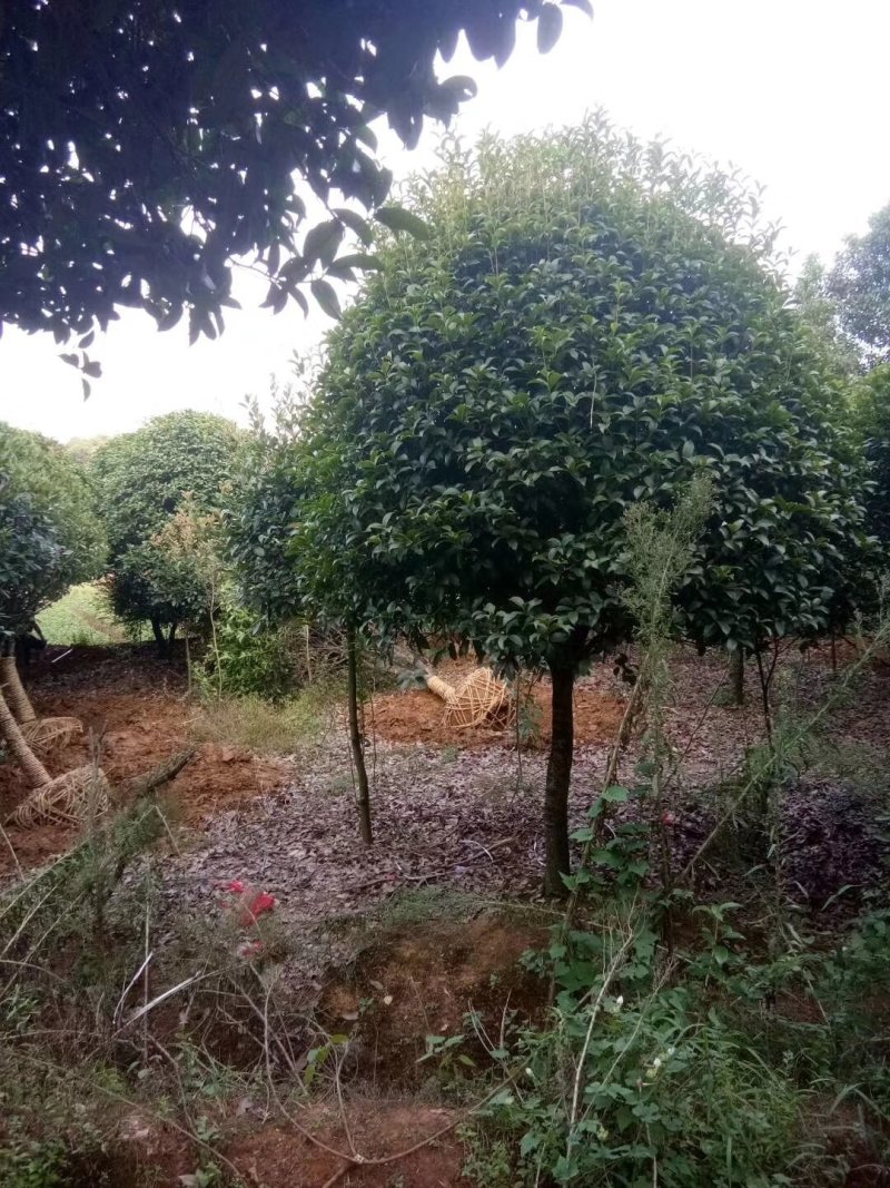 绿化苗木桂花