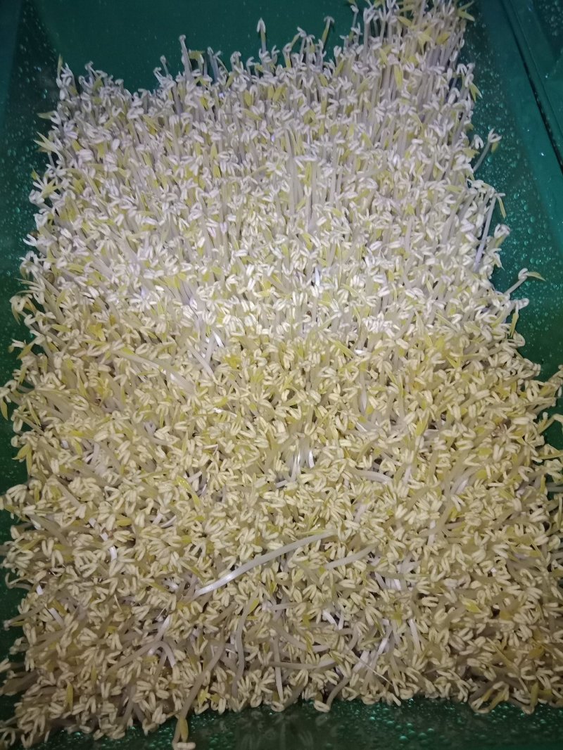 绿豆芽