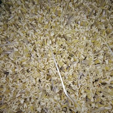 绿豆芽