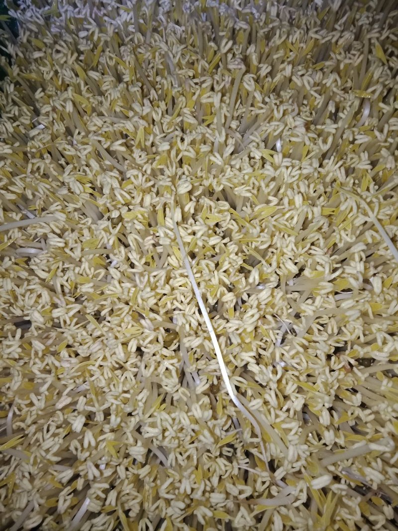 绿豆芽