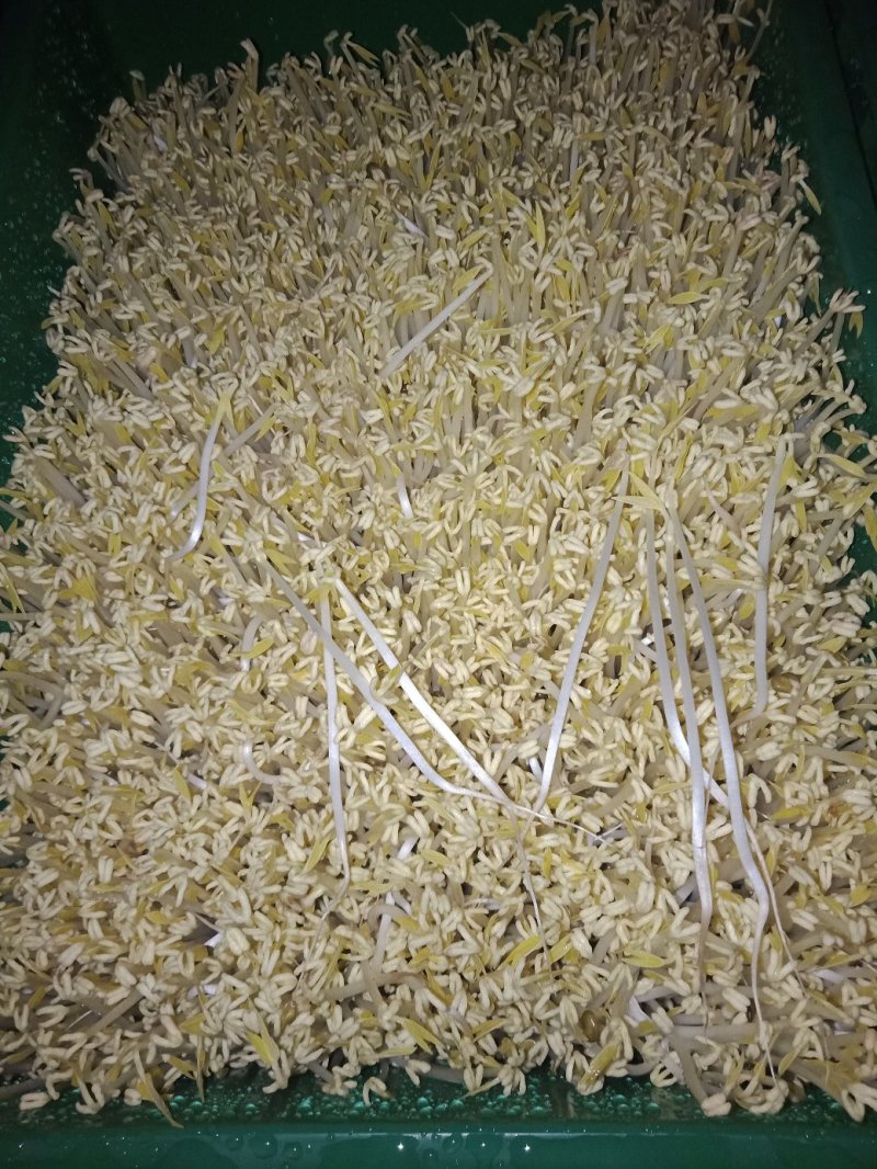 绿豆芽