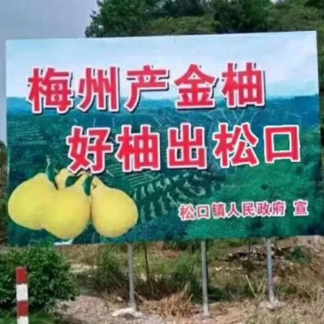 梅州金柚沙田柚柚型靓甜度高
