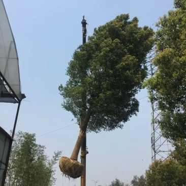 绿化苗木广玉兰
